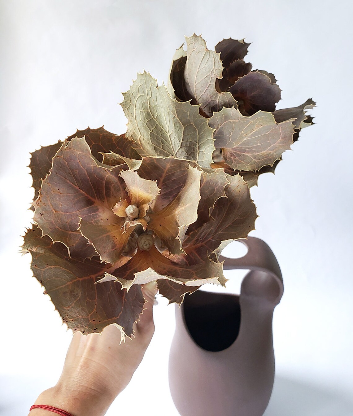 Dried Hakea Victoria Queen Flower Dried Flower Bundle of Etsy