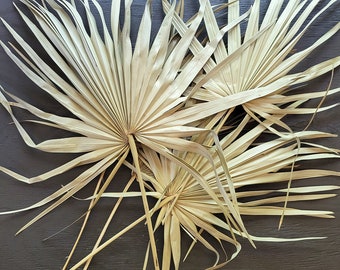 Large Dried Palm Frond | Spear dried Palm Leaves | Palm leaf | Botanical Decor | Sun Fan Spear | Tropical Home Decor | Wedding | Boho style