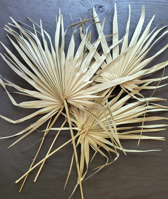 Dried palm leaf discount