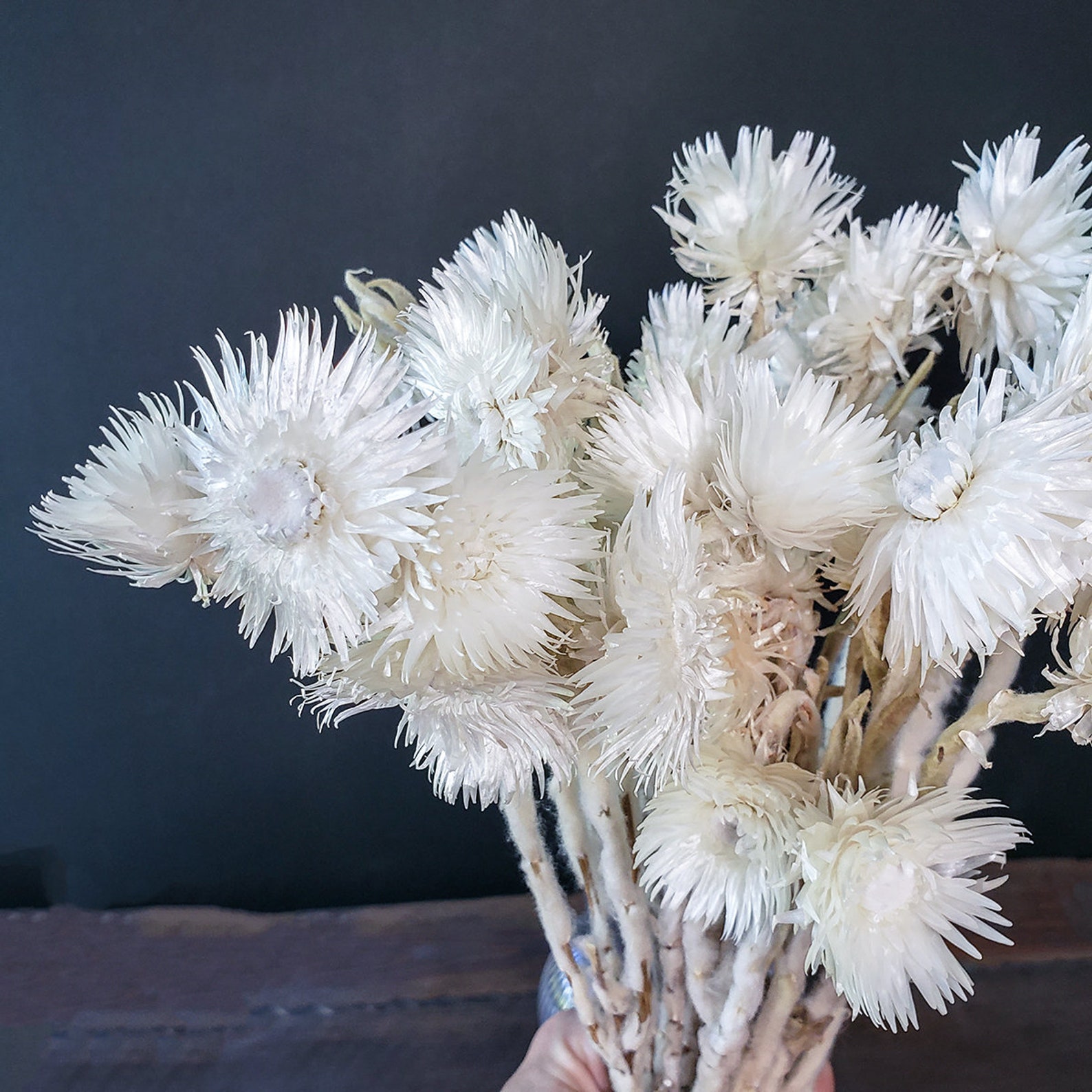 Dried White Everlasting Straw Flowers Natural White Daisies Etsy
