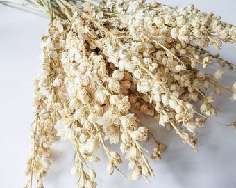 Dried White Larkspur | Bundle of Larkspur | White Dried Flowers | Cream Dried Flowers | Wildflowers | Dry Florals | Wedding Flowers | Decor