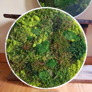 Custom Moss Frames in a Circle Shape Moss Art Moss Decor Preserved Moss Frames Nature Forest No Maintenance Wall Art Moss image 4