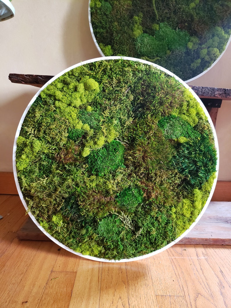 Custom Moss Frames in a Circle Shape Moss Art Moss Decor Preserved Moss Frames Nature Forest No Maintenance Wall Art Moss image 4