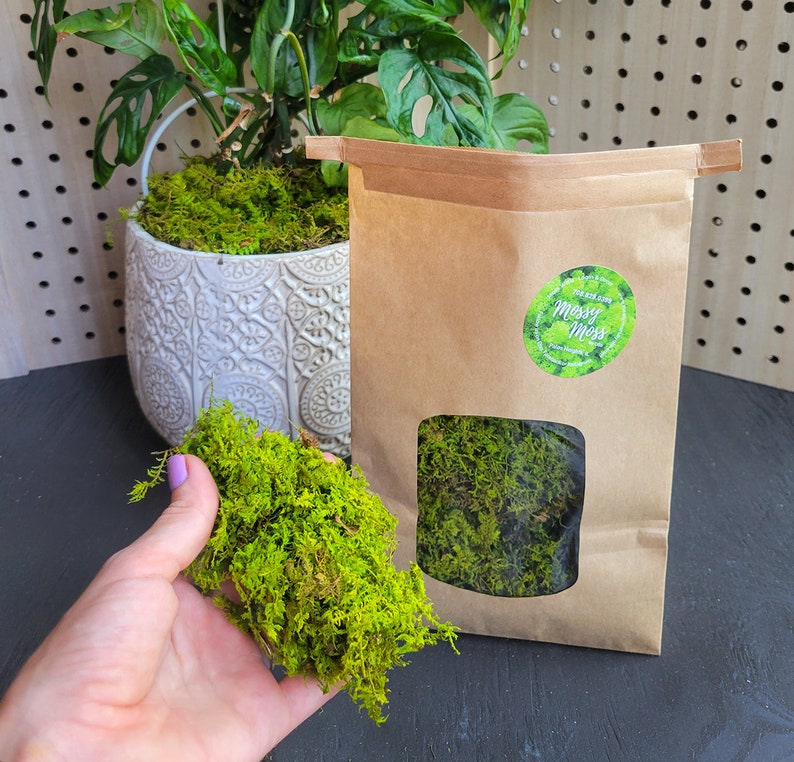 Moss Plant Topdressing Preserved Sheet Moss Top Dressing Etsy