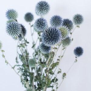 May include: A bouquet of dried globe thistle flowers. The flowers are a mix of blue and green hues, with spiky, spherical blooms. The stems are a muted green and brown, set against a white background.