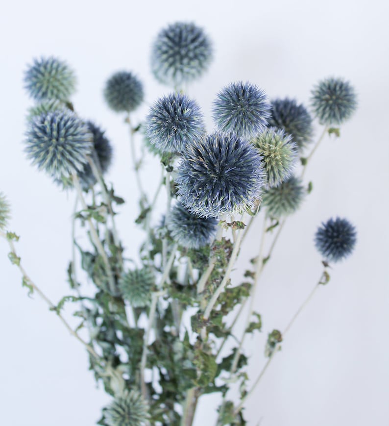 May include: A bouquet of dried globe thistle flowers. The flowers are a mix of blue and green hues, with spiky, spherical blooms. The stems are a muted green and brown, set against a white background.