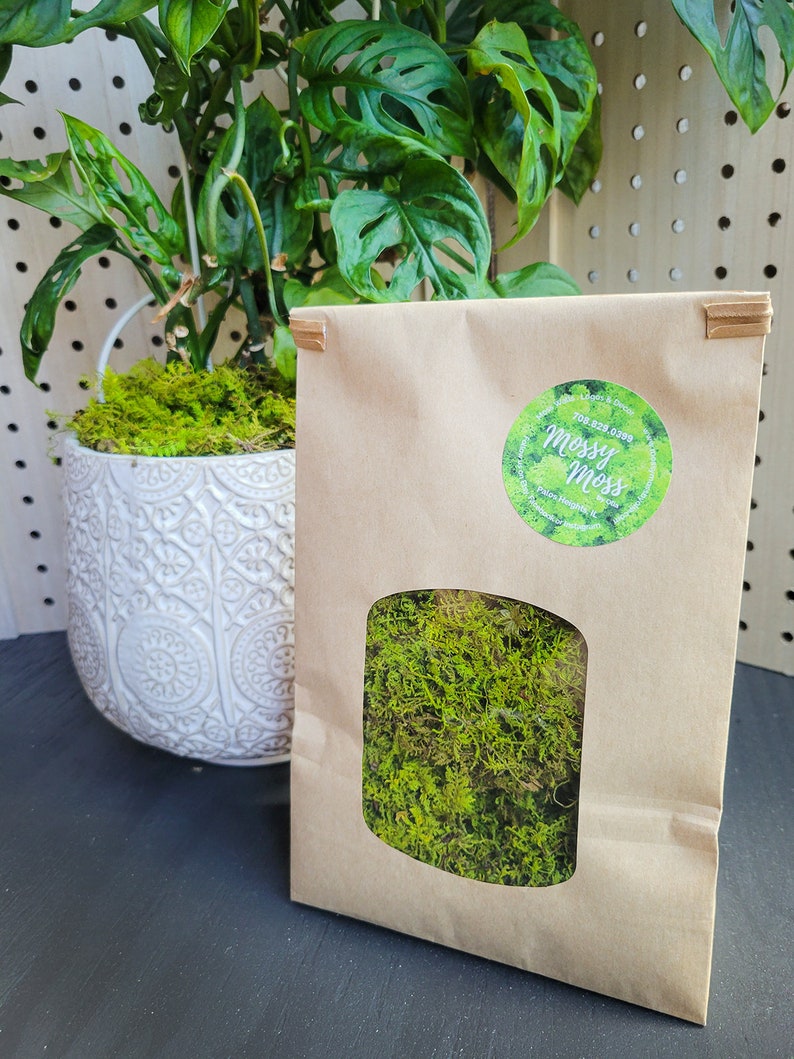Moss Plant Topdressing Preserved Sheet Moss Top Dressing Etsy