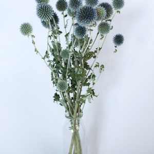 May include: A clear glass vase holds a bouquet of dried globe thistle flowers. The thistle heads are a mix of blue and green, with spiky textures. The stems are thin and brown, and the leaves are a muted green.