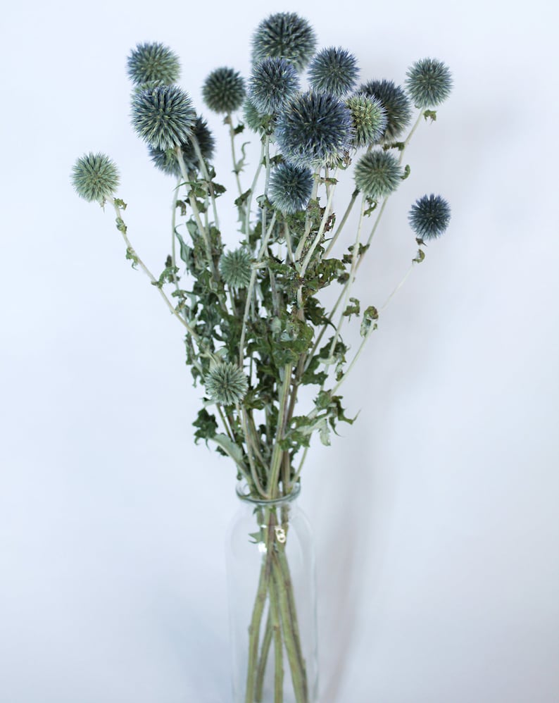 May include: A clear glass vase holds a bouquet of dried globe thistle flowers. The thistle heads are a mix of blue and green, with spiky textures. The stems are thin and brown, and the leaves are a muted green.