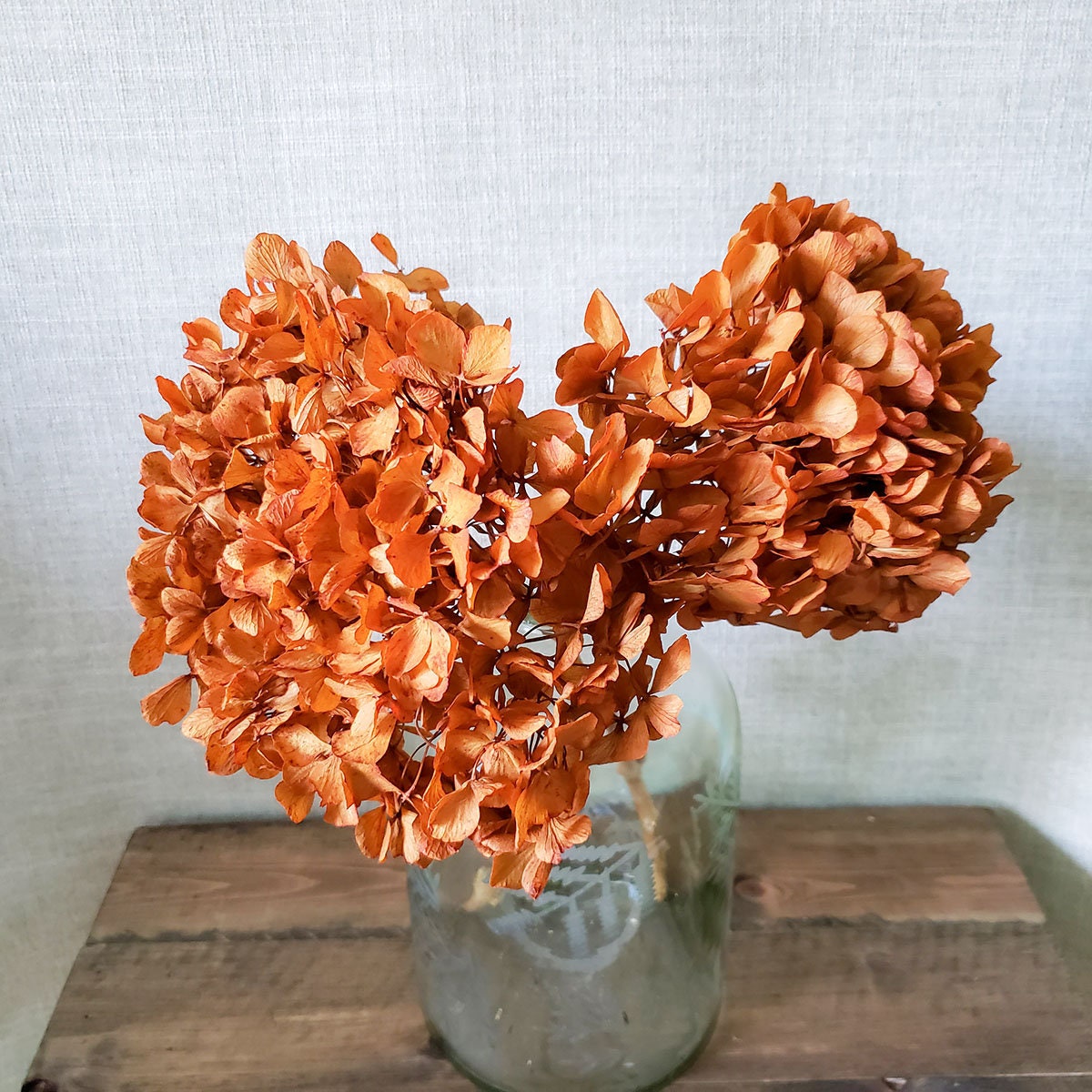 Preserved Hydrangeas Autumn Fall Colors Dried Hydrangea Etsy