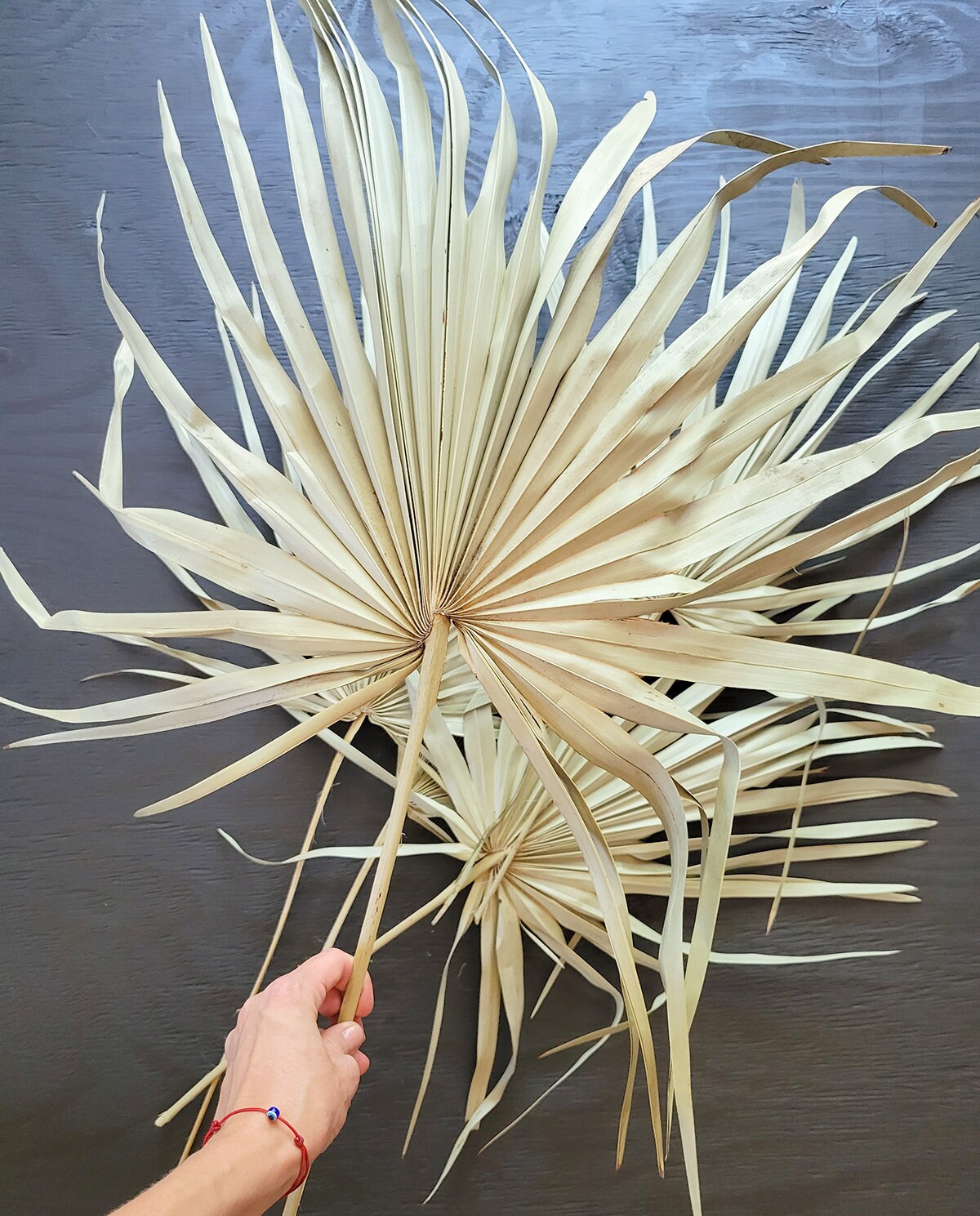 Large Dried Palm Frond Spear Dried Palm Leaves Palm Leaf Etsy