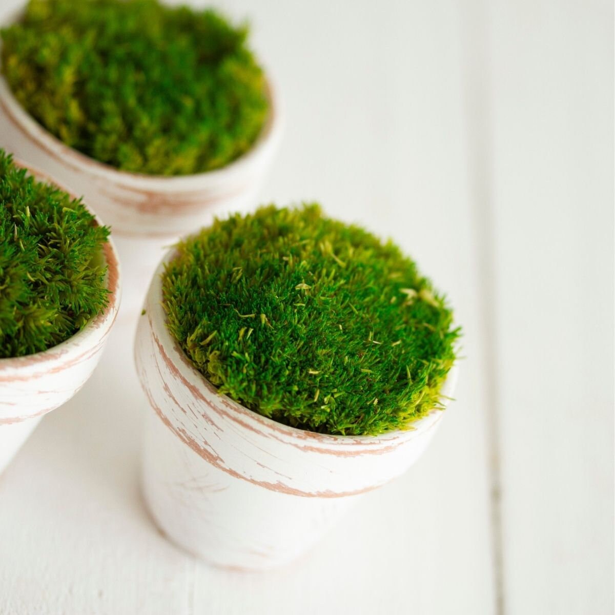 Mood Moss Planters White Distressed Pots Preserved Moss Etsy