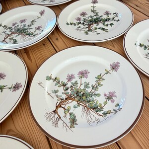 May include: A collection of white ceramic plates with a brown rim. Each plate features a botanical illustration of thyme with purple flowers, green leaves, and the scientific name "Thymus vulgaris". The plates are arranged on a wooden surface.