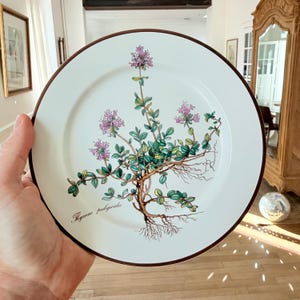 May include: White ceramic plate with a brown rim, featuring a botanical illustration of thyme (Thymus pulegioides) with purple flowers, green leaves, and visible roots. The plate is held in a hand.