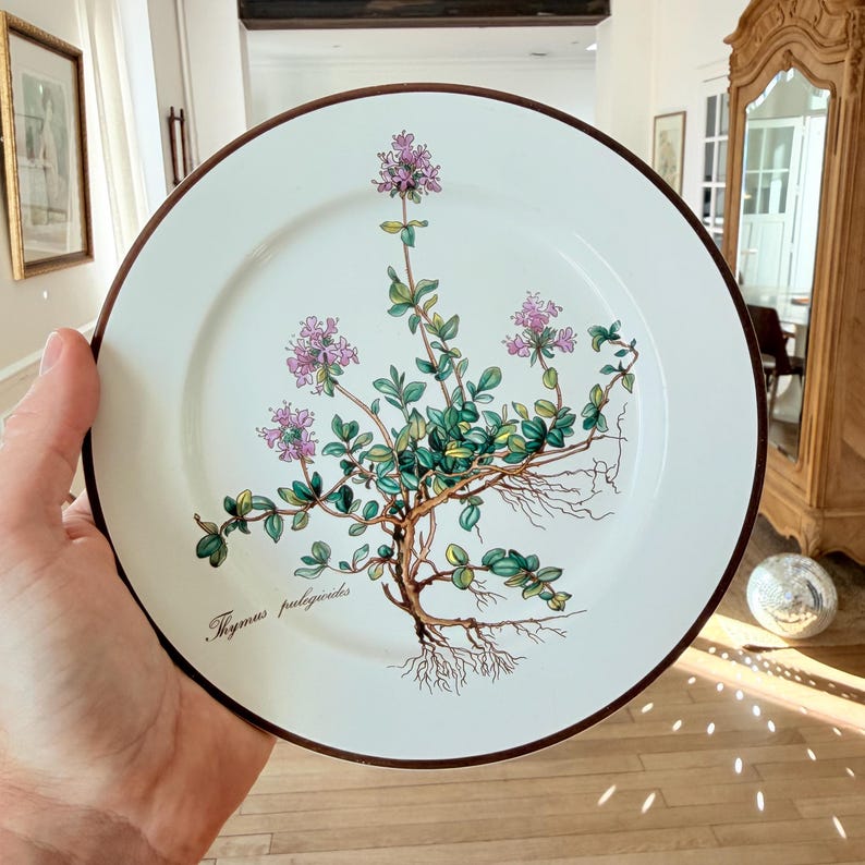 May include: White ceramic plate with a brown rim, featuring a botanical illustration of thyme (Thymus pulegioides) with purple flowers, green leaves, and visible roots. The plate is held in a hand.