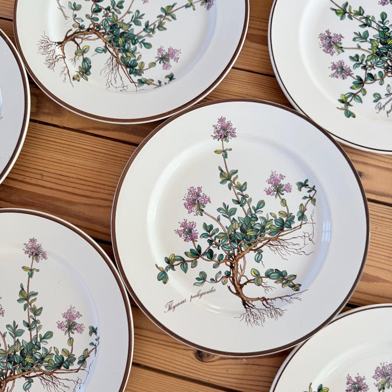 May include: A collection of white ceramic plates with a botanical illustration of thyme. Each plate features a brown rim and a detailed drawing of the plant with purple flowers, green leaves, and visible roots. The text "Thymus pulegioides" is printed on each plate.