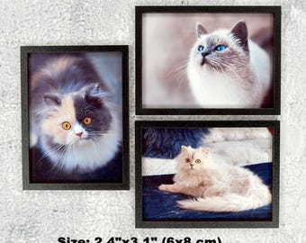 1:6 Miniature Framed Cat Picture - Dollhouse Wall Art