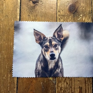 May include: A close-up of a brown and gray dog with a white chest looking directly at the camera. The dog has large, pointed ears and a black nose. The background is a blurry, light blue color.