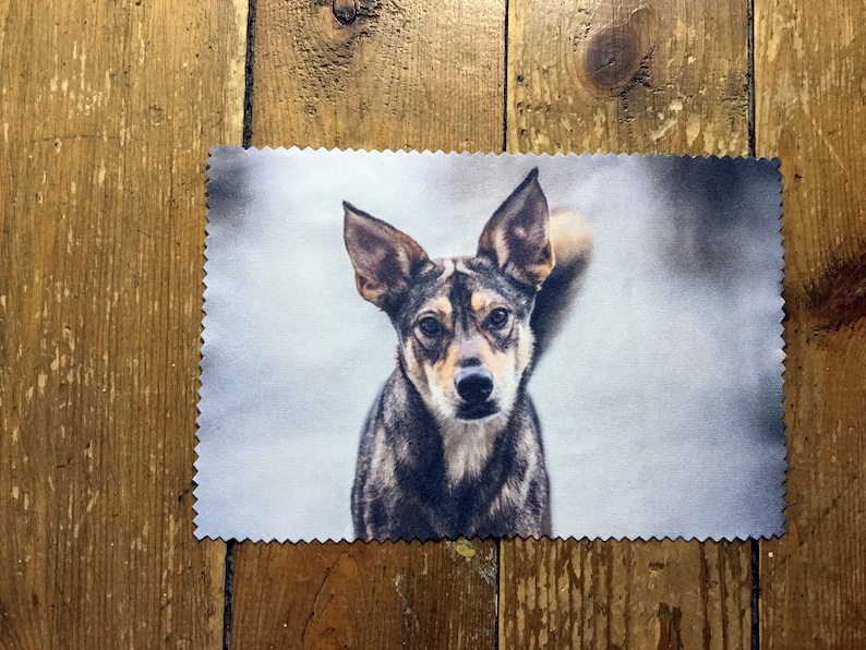 May include: A close-up of a brown and gray dog with a white chest looking directly at the camera. The dog has large, pointed ears and a black nose. The background is a blurry, light blue color.