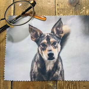 May include: A close-up of a gray and brown dog with a white patch on its chest. The dog is looking directly at the camera with a serious expression. The dog is on a white microfiber cleaning cloth.