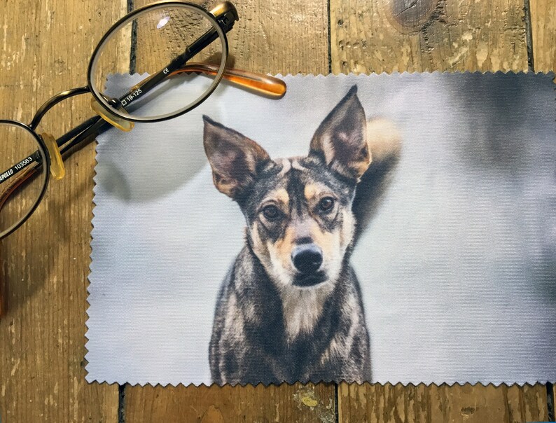 May include: A close-up of a gray and brown dog with a white patch on its chest. The dog is looking directly at the camera with a serious expression. The dog is on a white microfiber cleaning cloth.