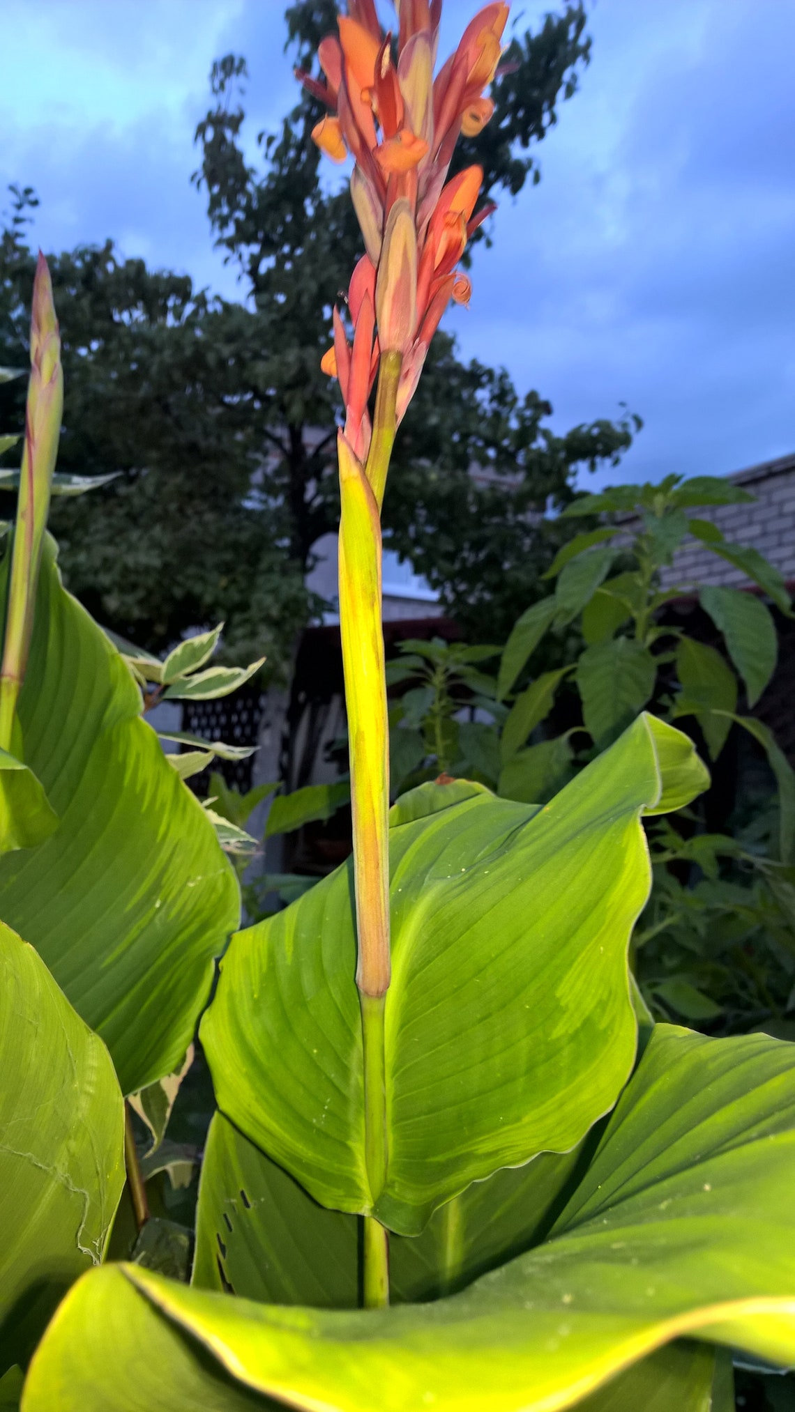 Canna Bulbs FREE, Varies Size Bulbs rhizomes Etsy