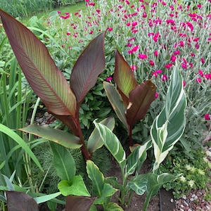 Giant Canna Musifolia "Red" Bulbs (Rhizomes) with roots