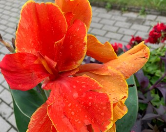 Bulbes de Canna « Rosemond Coles »