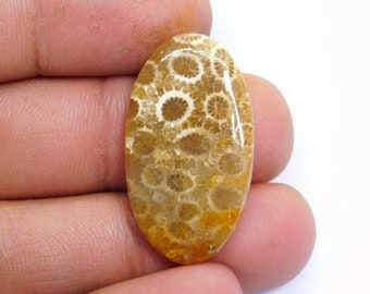 36x22x6 Yellow Fossil Coral Semi-Precious Gemstone Hand Cut Pear Shape 34.5 Ct Fossil Coral Flat Back Cabochon For Decoration & Jewelry 36x22x6 Yellow Fossil Coral Semi-Precious Gemstone Hand Cut Pear Shape 34.5 Ct Fossil Coral Flat Back Cabochon For Decoration & Jewelry
