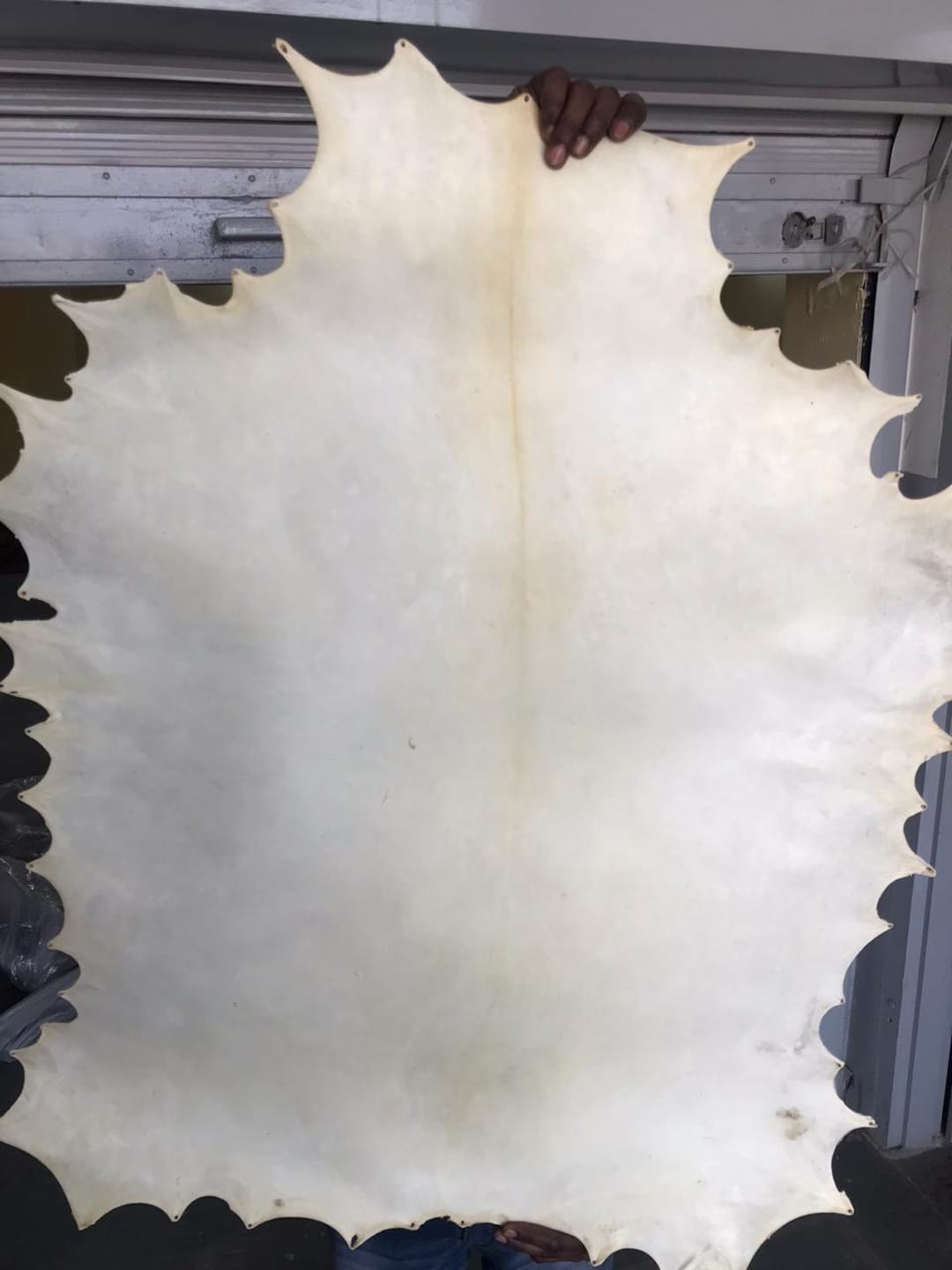 Goat Leather Parchment Full Hides Full Hide Natural Goatskin Parchment