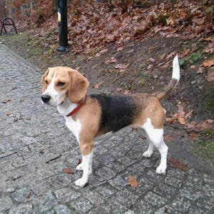 May include: A Beagle dog stands on a cobbled path, wearing a red collar. The dog has a tri-colour coat of white, tan, and black. The background includes a park setting with trees and fallen leaves.