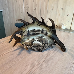 May include: A moose antler plaque featuring a hand-painted scene of two moose in a woodland setting. The antler is brown and the painting is in black and white.