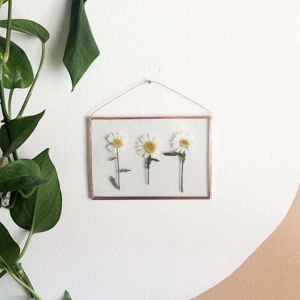 REAL PRESSED DAISY |  hand made pressed white daisies wall hang picture frame |nature,copper,glass,home decor