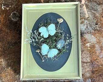 Real butterflies mounted in a brass vintage frame w dried mushrooms and flowers Curiosity & Oddities