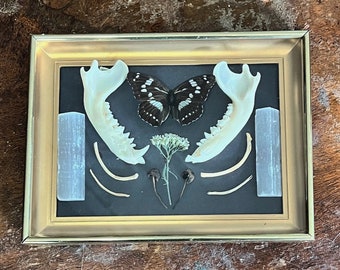 Real butterfly in a vintage brass frame w raccoon jaw & rib bones celestine mushrooms flower Curiosity oddities