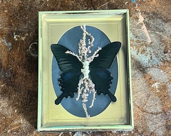 Real butterfly wings mink vertebrae dried flowers in a vintage brass frame Curiosity & Oddities