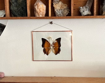 REAL BUTTERFLY | hand made pressed wildflower and butterfly wings wall hang picture frame |nature,copper,glass,home decor