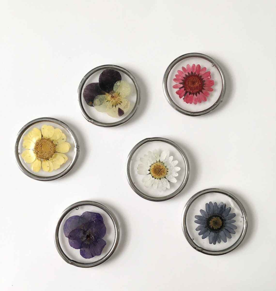 REAL FLOWER Real Pressed Pink Daisy Flower in Etsy