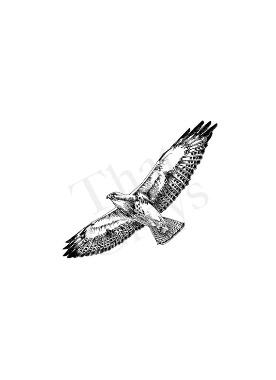 Hawk Clipart for Cricut and Crafts Bird Clipart Red Tailed Hawk SVGPNGJPEG Digital Art File