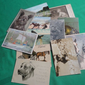 Vintage Animal Postcards