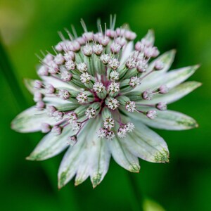 Astrantia Major Flower - 10x8 Signed & Mounted Photo Print