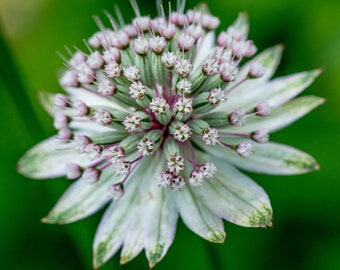 Astrantia Major Flower - 10x8 Signed & Mounted Photo Print