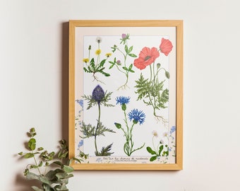 Wildflowers - fine art print of field flowers varieties - LIMITED EDITION