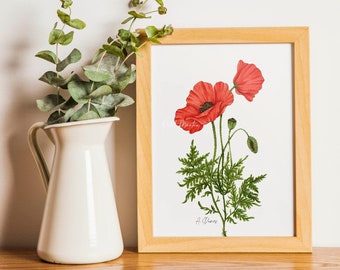 Poppies - fine art print of the series of wildflowers