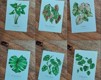 Indoor plants series postcards