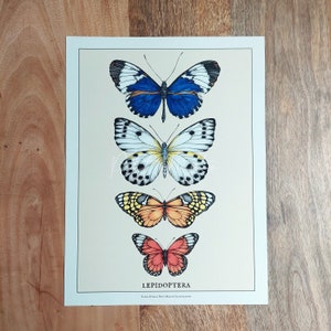 Lepidoptera - fine art print of butterfly varieties - LIMITED EDITION