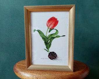 Tulip - fine art print of the series of spring flowers