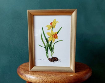 Daffodils - fine art print of the series of spring flowers