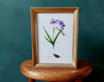 Freesia - fine art print of the series of spring flowers