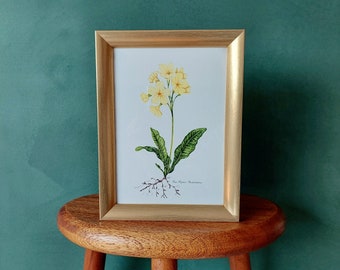 Primrose - fine art print of the series of spring flowers